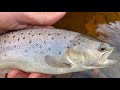 Sea trout fishing - Lancashire (4K)