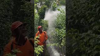Download Lagu Proses penyemprotan fungisida pada tanaman cabe rawit #caberawit MP3 Download Lagu Proses penyemprotan fungisida pada tanaman cabe rawit #caberawit MP3