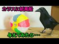 【カラスに玩具】カラスに吹き戻しと紙風船を与えてみた🎈 20180302、カラス
