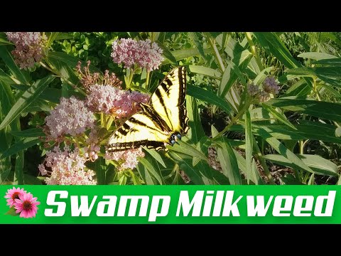 Vídeo: Summersweet Plant - Consells per a la cura de Clethra Alnifolia