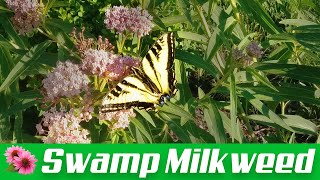 Swamp Milkweed: Plant Care & Harvesting Seeds! Asclepias incarnata