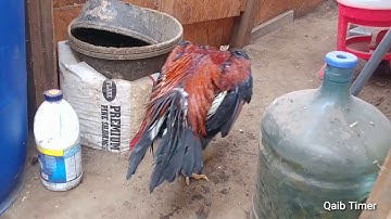 Lau Qaib Lau (OG) 5 Xyoo