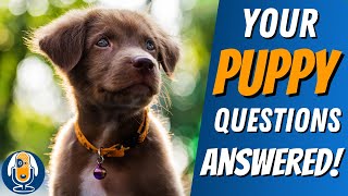 Puppy Questions: Spay or Neuter? Humping? Puppy Blues? and Much More #101