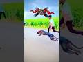 Kolhapur dog race 🚀😱 || kolhapur dog racing / dog race maharashtra || #shorts #arfyads