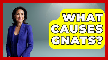 What Causes Gnats? - Insects and Invaders