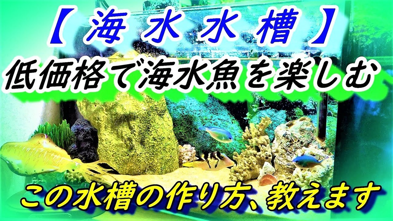 Saltwater fish tank] Would you like to start a small saltwater