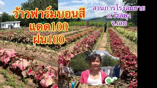 บอนสีปลูกแดด100ฝน100ไม่มุงแสรนไม่ใช่ใบก้ามปูหมัก#บอนนอกบอนนำเข้าบอนเพาะหัว