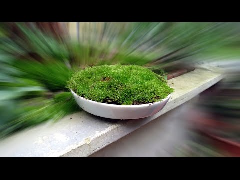 Video: Rêu Mọc ở Phía Nào