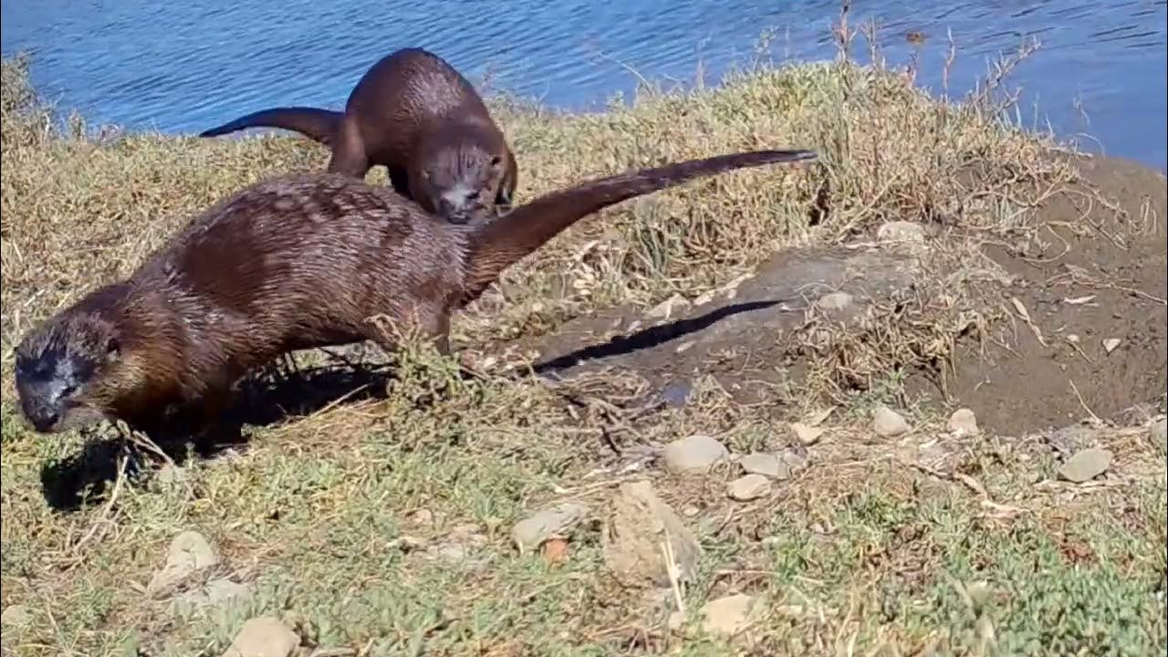 WHAT DO RIVER OTTERS SOUND LIKE? 2 copy 2 - YouTube