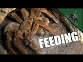 BEST FEEDING VIDEO EVER | Tarantula room tour