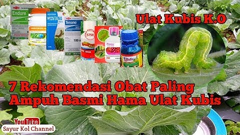 REKOMENDASI INSEKTISIDA PALING AMPUH ATASI HAMA ULAT PADA TANAMAN KUBIS