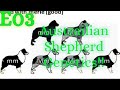 E03 Lets Talk About Australian Shepherds: Aussie Coat Genetics