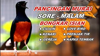 🔴 LIVE 5 - Pancingan Murai Batu Pagi Hari Full Isian Tembakan Panjang Murai Apapun Pasti Nyaut