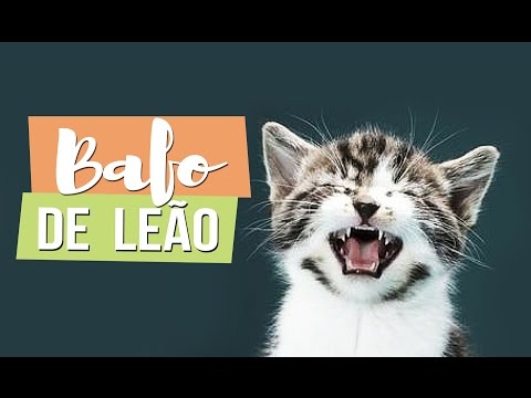 Vídeo: Escovando os dentes do seu gato