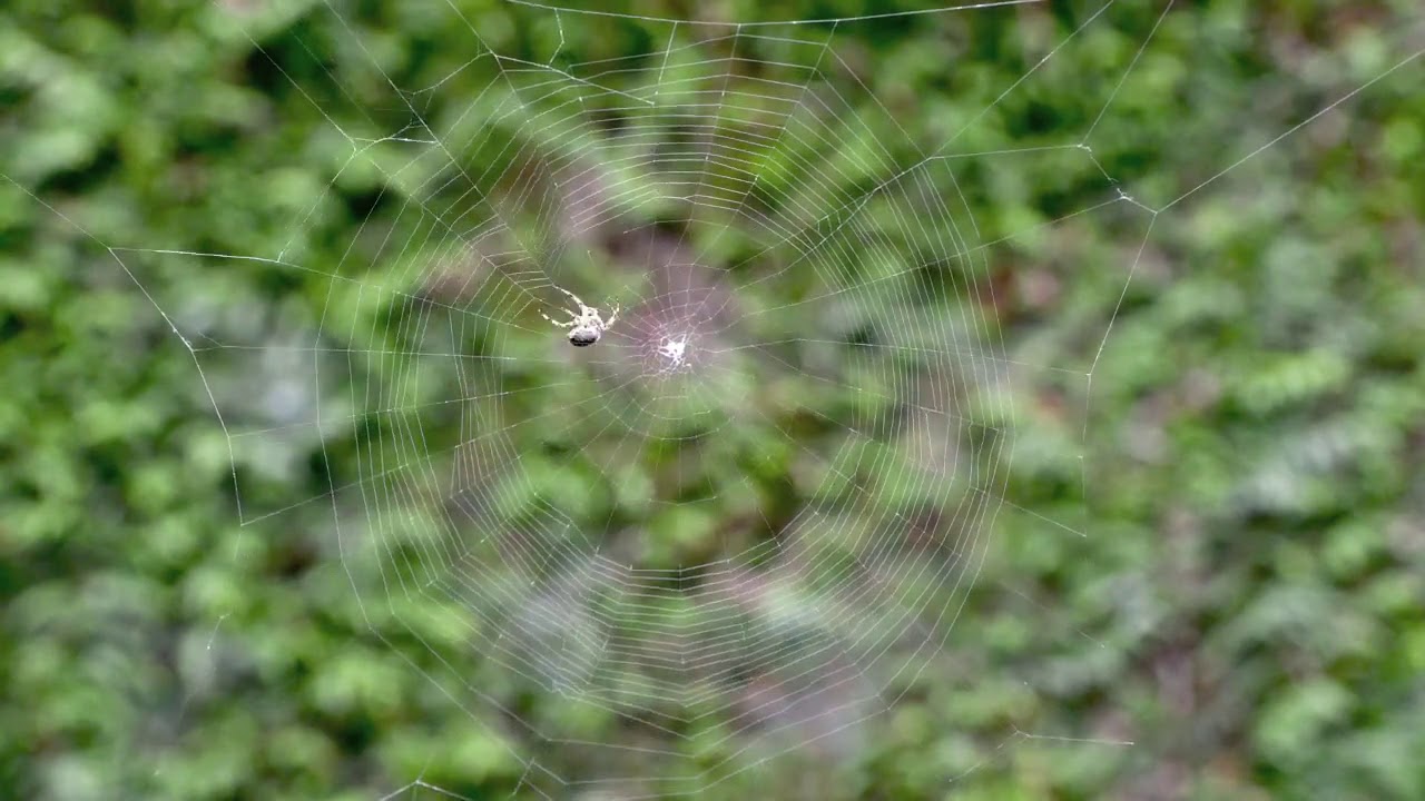 Timelapse une araignée tisse sa toile - YouTube