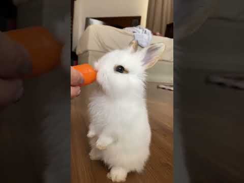 Lapin Vs Carotte Shorts 