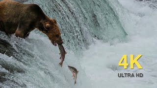 Relax All Day With the Fat Bears of Katmai In 4k High Definition - With Calming Music