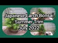 Japanese Larch Bonsai Summer Trim July 2022