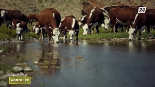 Асыл тұқымды ақбас сиыр - еліміздің бренді | AgroLife