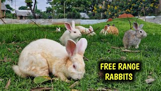 How I Raise Hundreds of Rabbits on FREE RANGE!