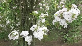 Prunus serrulata 'Amanogawa' višeň pilovitá sakura