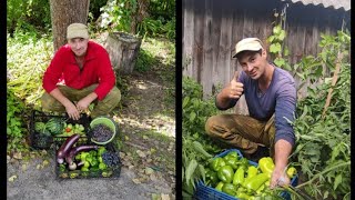 Рассада болгарского перца и баклажан растет как на дрожжах.Супер способ выращивание рассады #рассада