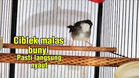 Pancingan ciblek agar cepat bunyi suara ciblek betina memanggil jantan