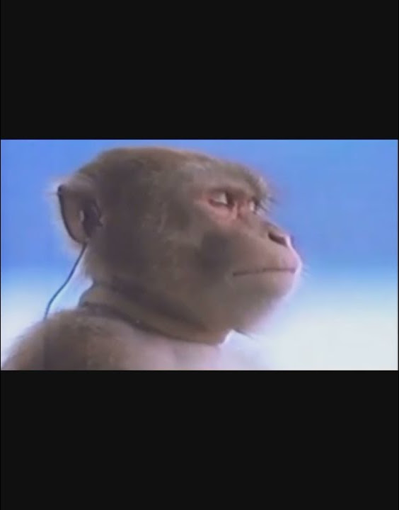 Twitch Emote / Monkey listening to the music / Monkey walkman meme / Music  Emote