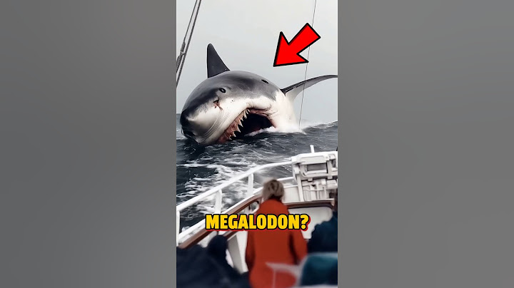 Le Mégalodon est-il vraiment réel ? 😱🦈