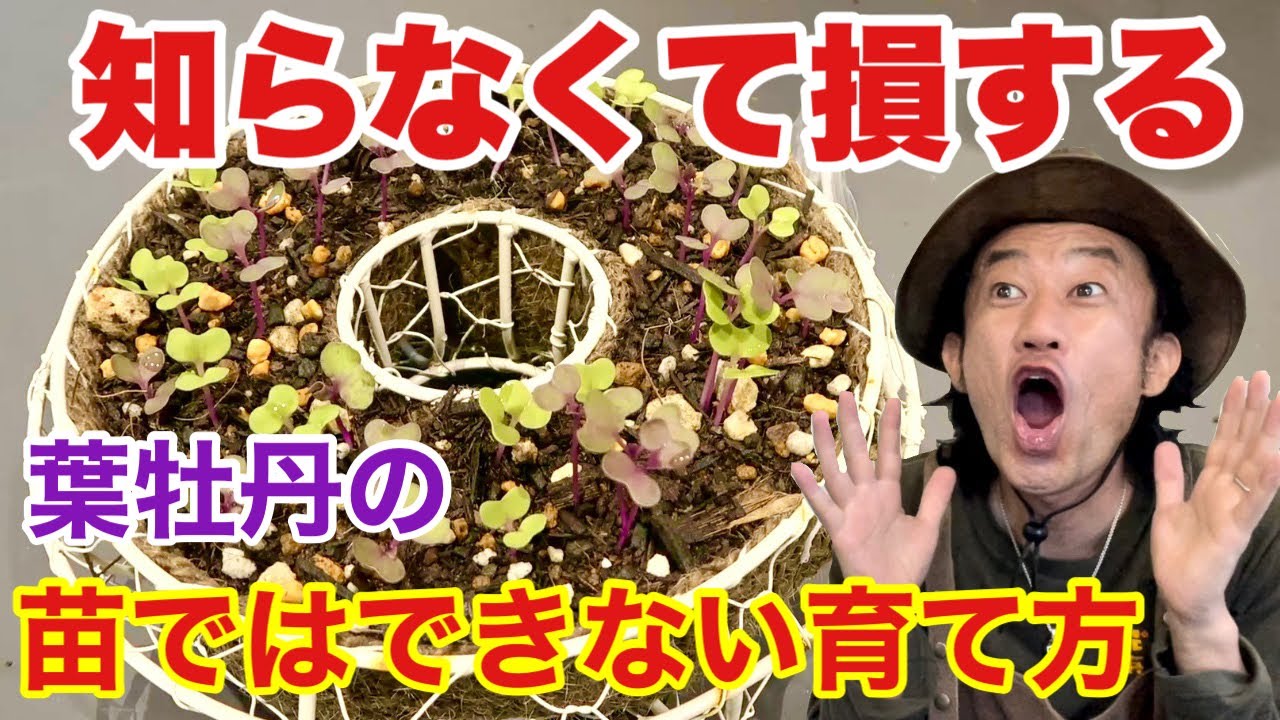 真似して下さい】葉牡丹を種から育てるとこんな事ができます
