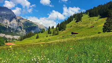 Nature Sounds in the Swiss Alps -  Meadow between Mountains - Saffron Sanctuary