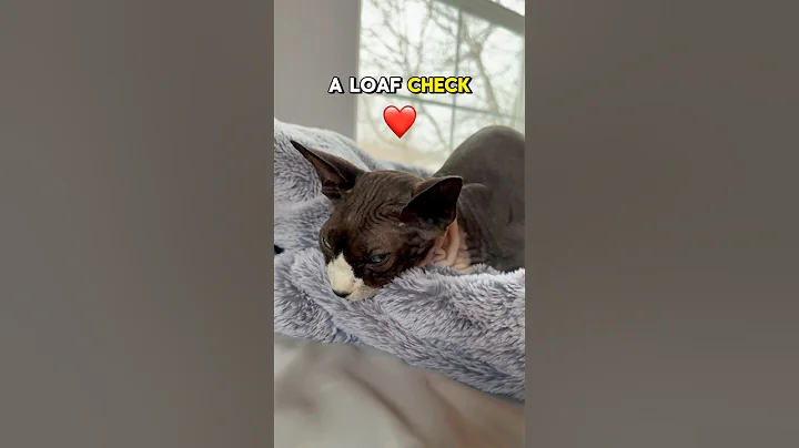 Video 7512271: kitten sphynxcats catlover cute, sphynxcat catlover cats, sphynx funny catlover kitten, sphynx kitten meowing, sphynx cat fun, catlover cute funny hair, kitty