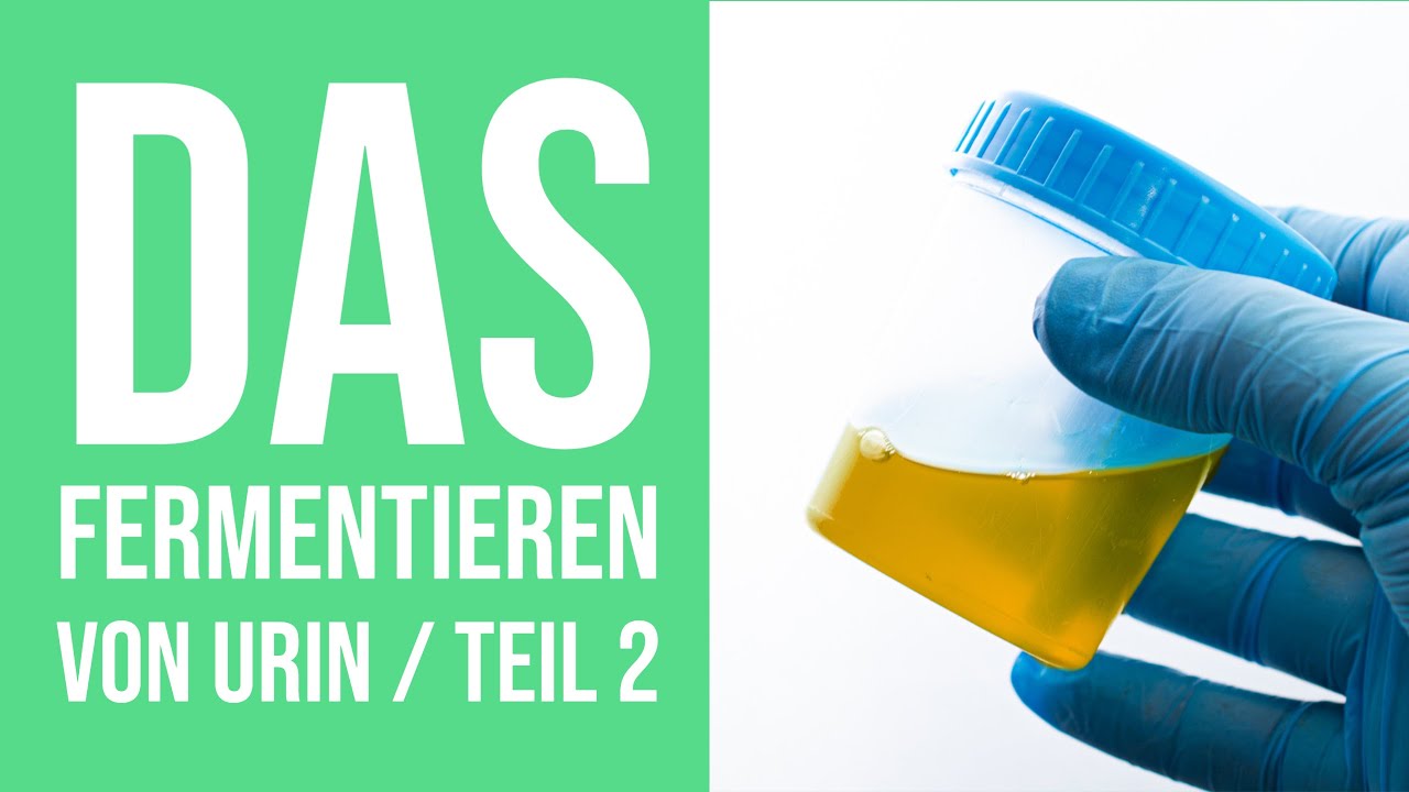 Das Fermentieren von Urin Teil 2 / Oder wie Ihr einen mega Dnger selber  herstellt!