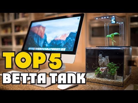 Video: Betta Fish Tanks Terbaik: Cara Memilih Akuarium untuk Betta Anda