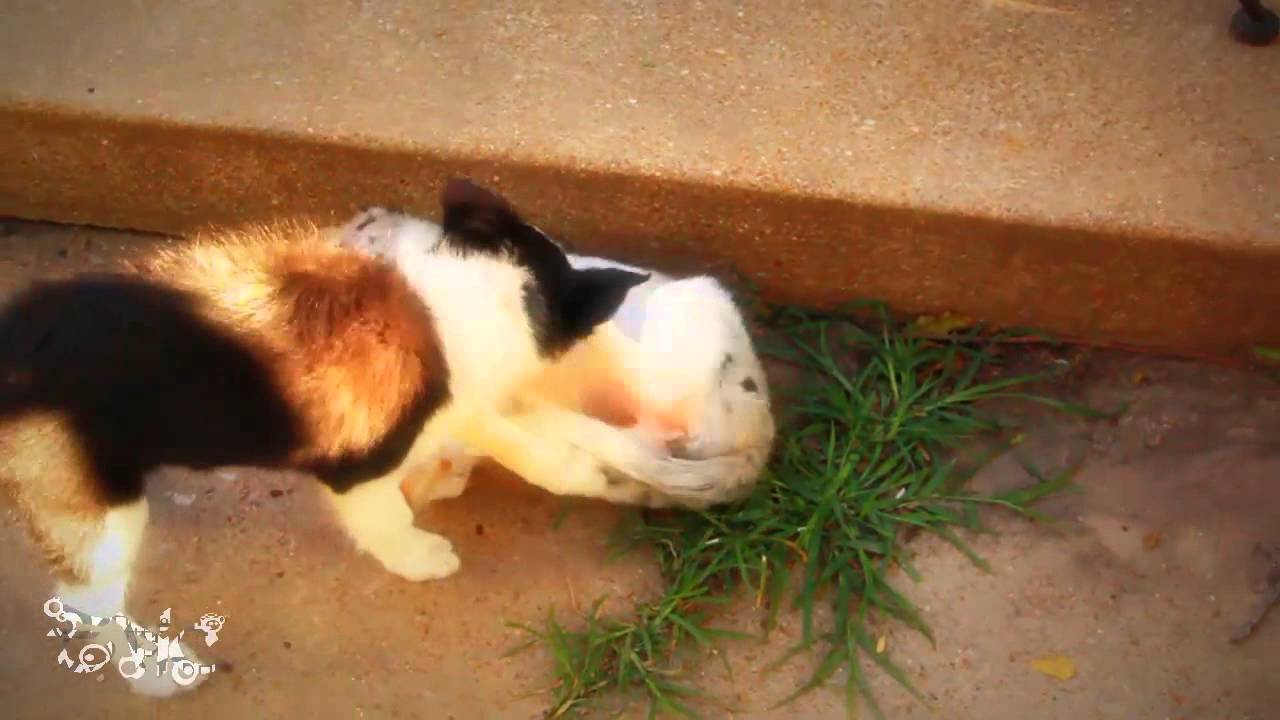 Cute Border Collie Puppies canon definicion
