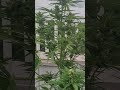 royal runtz rqs week 11 and 3 days #ihavethisthingwithplants #plants