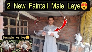 2 New Fantail Male Le Aaye!  Bhaut Dino Baad Kabutar Kahreede