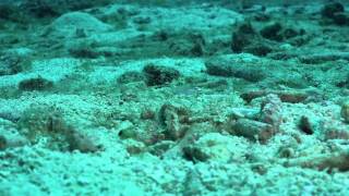 Yellowhead Jawfish building his house - Macro video