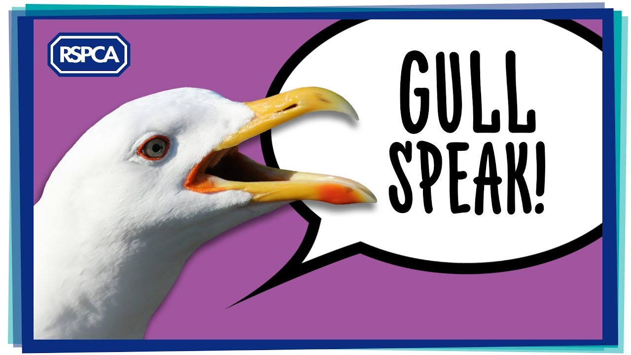 cruelty free kiko Hear what Gulls are really saying!