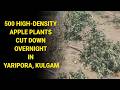 500 High-Density Apple Plants cut down overnight in Yaripora, Kulgam