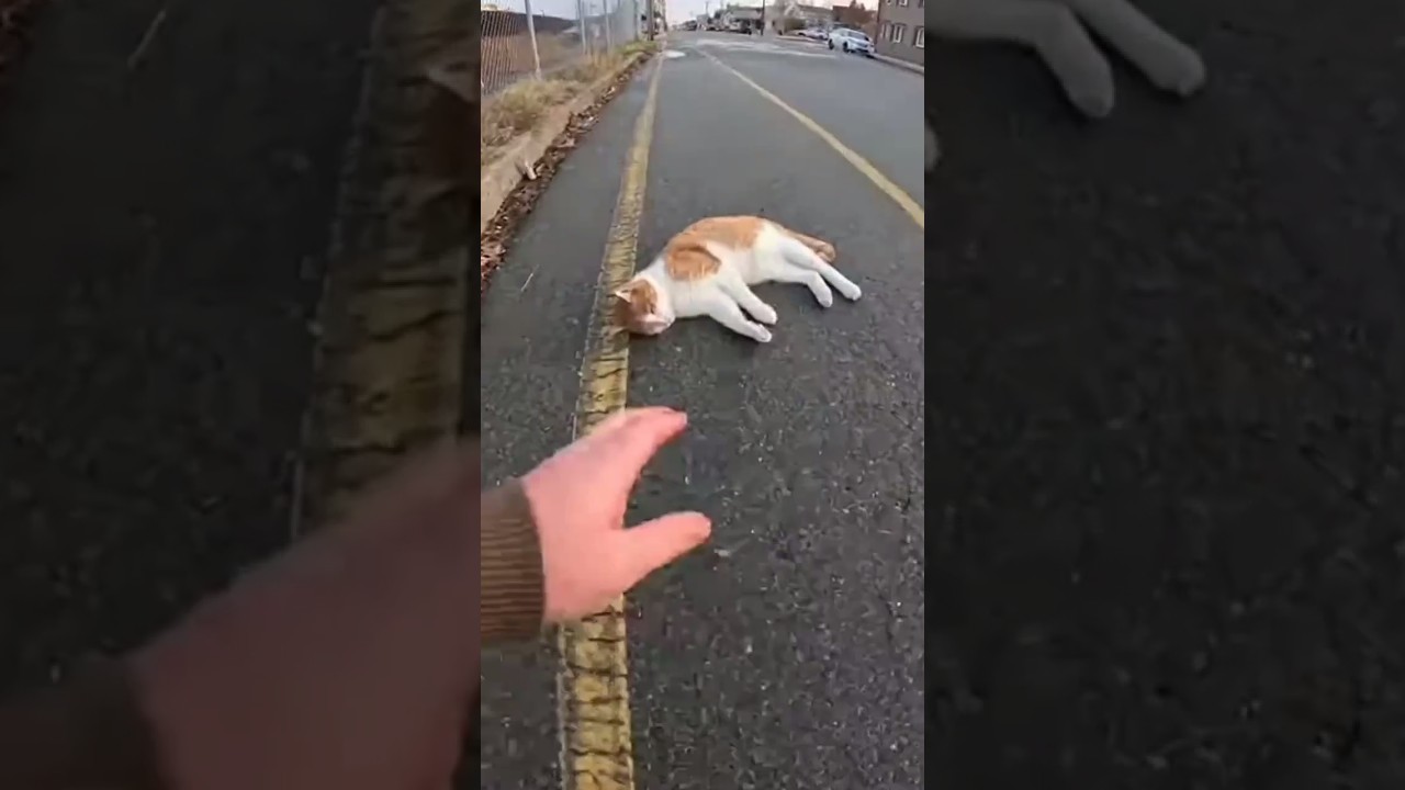 This man saved the life of an unconscious cat..