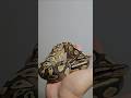 뱀 🐍 볼파이톤 #snake #reptiles #ballpython #insects #boa #python #lizard #animals