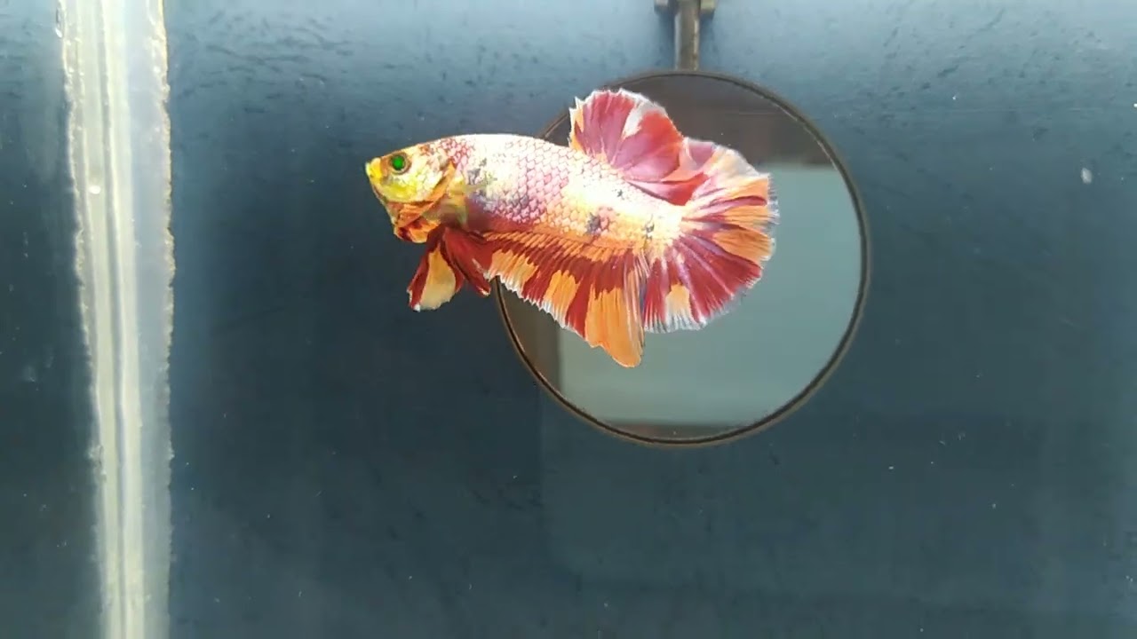 My nemo neon green HMPK 💚💚💚 