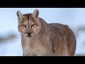 Protecting the puma: Patagonia’s top predator