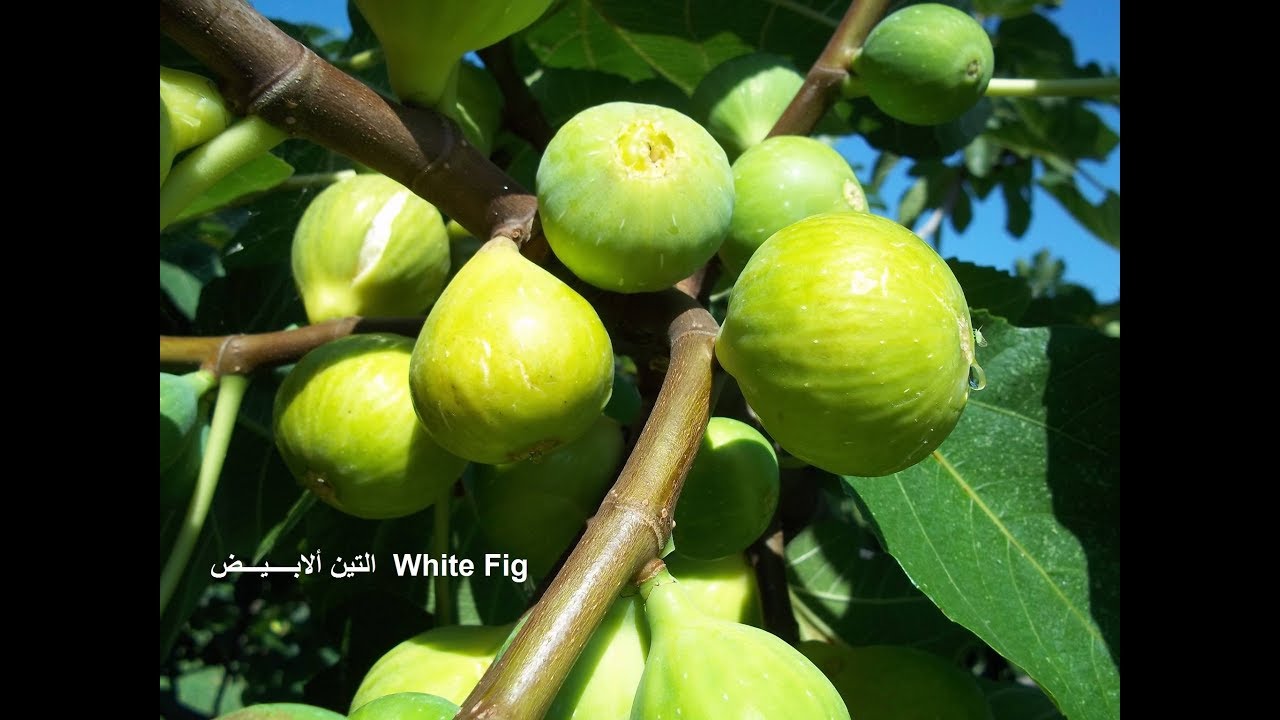 كيفية زراعة التين فى المنزل التين الابيض الاسبانى How To Grow White Fig Youtube