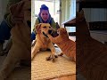 #dog #cats
