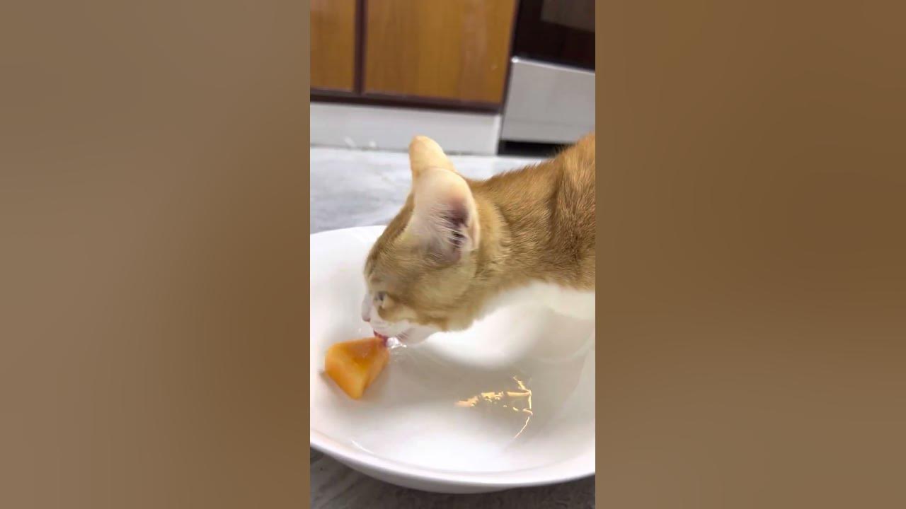 My cat eats cantaloupe ASMR with Koori 🐱 YouTube