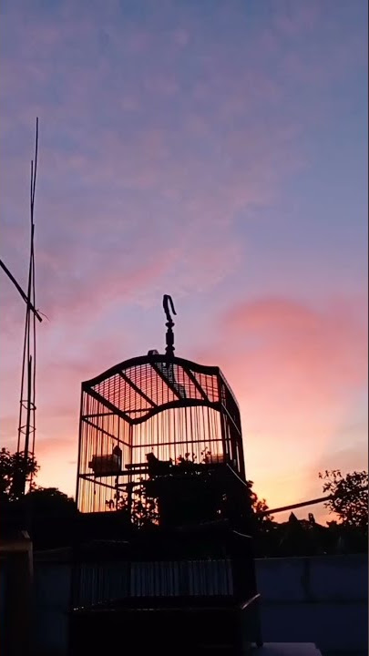 kapas tembok gacor di pagi hari