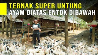 Ternak Ayam Sensi Dan Entok Dalam Satu Kandang Hasilkan keuntungan besar & Hasil Panen Melimpah