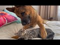 What does german shepherd do when a cat ignores him  masti with eva